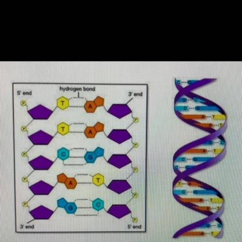 DNA gives the cell instructions to make...

carbohydrates
fatty acids
proteins
cholesterol