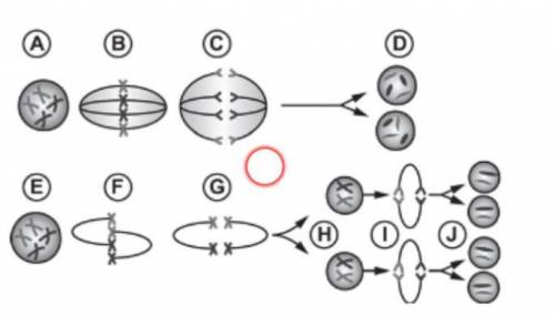 Describe the process shown in part G of the diagram.

How does meiosis contribute to genetic diver