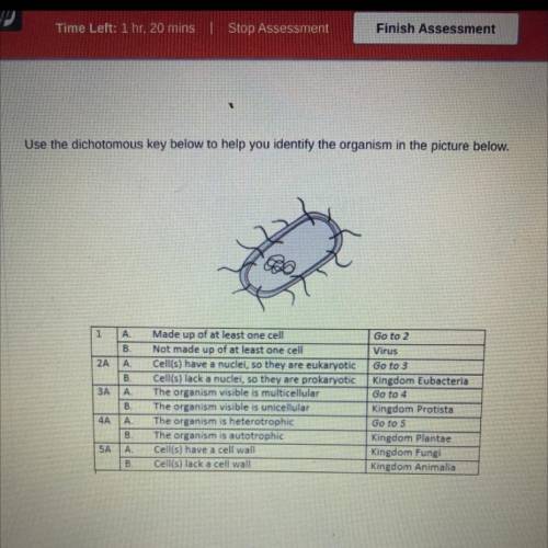 How would you classify this organism based on the dichotomous key?

Select one:
A. Kingdom Plantae