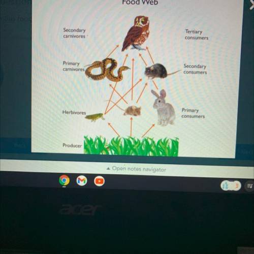 In this food web the owl eats the? help anyone because science is definitely not my thing???