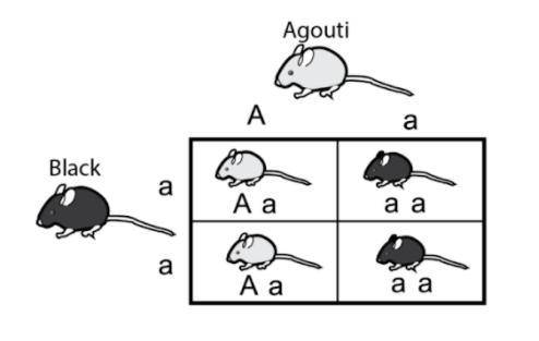 A complete Punnett square here shows a cross between two mice with different fur color, agouti (A)