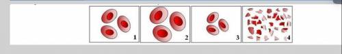 Sandra examined some animal cells using a compound microscope. Under normal conditions, the cells h