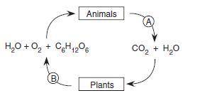 In the material cycle shown below, which processes are represented by letters A and B

A- A-excret