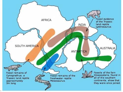 Above is a map that supports the idea that the continents were once joined together. Some fossils c