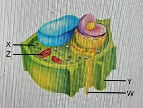 Which structure is found only in plant cells and functions in the process of photosynthesis?

1: W