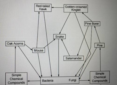 What is the role of the fungi and bacteria in this figure?

A.
producers
decomposers
B.
C.
consume