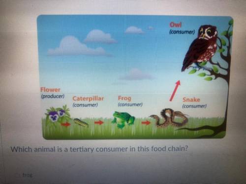 Which animal is a tertiary consumer in this food chain?