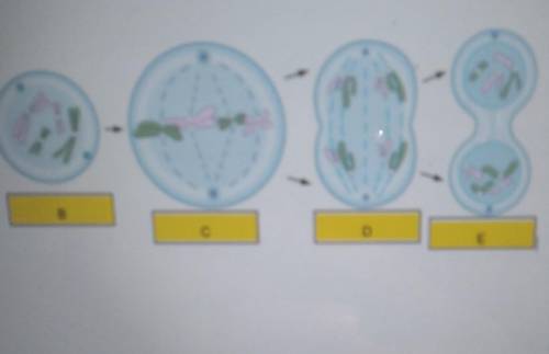 Which of these phases is Anaphase? ​