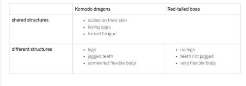 Komodo dragons (a lizard species) and red-tailed boas (a snake species) are both reptiles. They sha