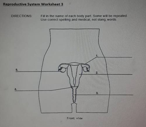 Complete the reproductive system worksheet 1-4