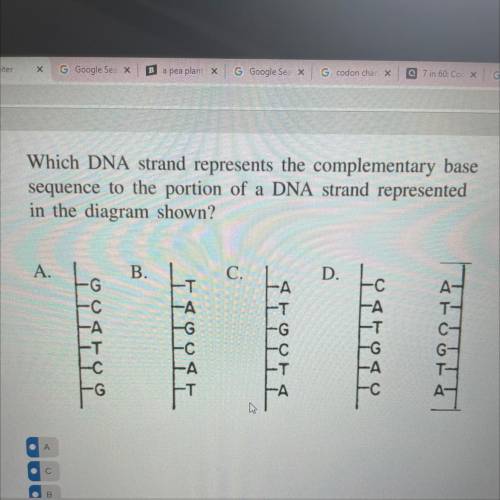 Which DNA strand represents the complementary base

sequence to the portion of a DNA strand repres