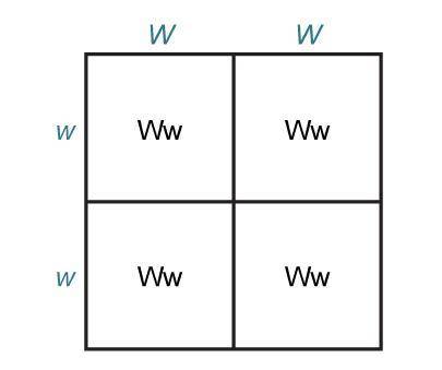 The Punnett square shows the possible genotype combinations of two parents who are hom0zygous for a