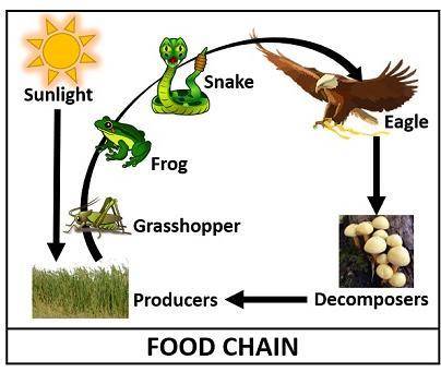 Which organism below receives 10% of the available energy?

frog
eagle
grasshopper
grass