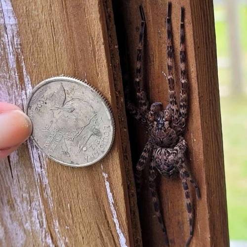 What find of spider of this kind of spider is this?