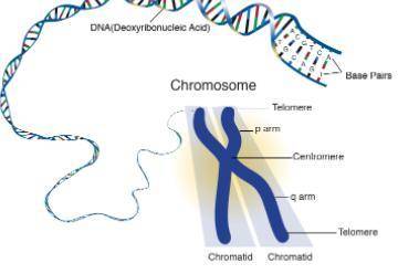 What are chromosomes ? explain​