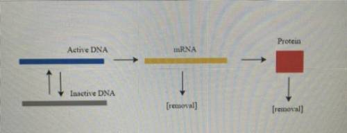 A model for gene expression and regulation is shown here. Not all genes are expressed at all time,