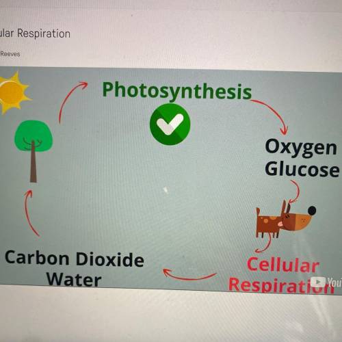 The products of photosynthesis (glucose and oxygen) are used in cellular respiration. The products