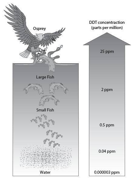 The illustration shows an ocean food chain and the concentrations of the toxin DDT at each trophic