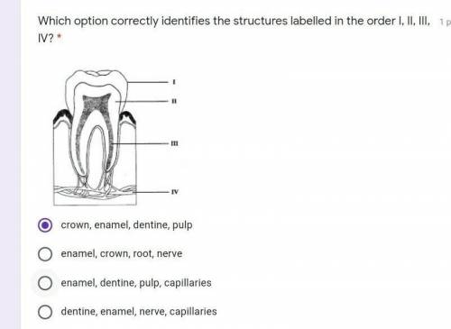 Biology question on the teeth​