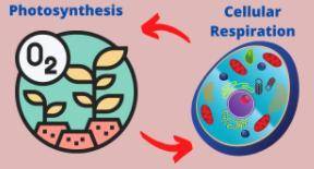 Explain how cellular respiration is the opposite reaction to photosynthesis.