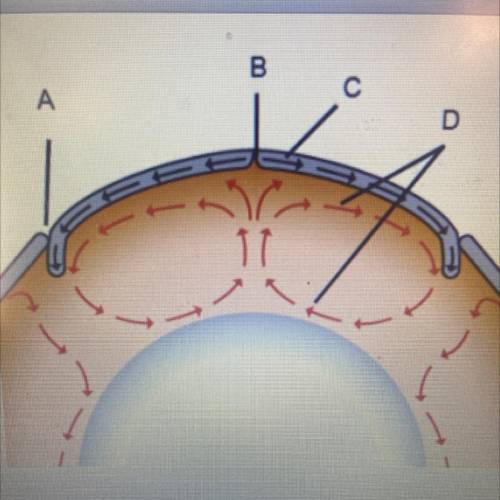 Choose the appropriate term for each labeled part of

the image.
Label A (ridge core ocean trench)