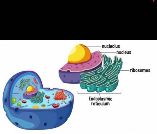 There are 2 types of endoplasmic reticulums.

Plz explain, i will give brainliest
What are the 2 t