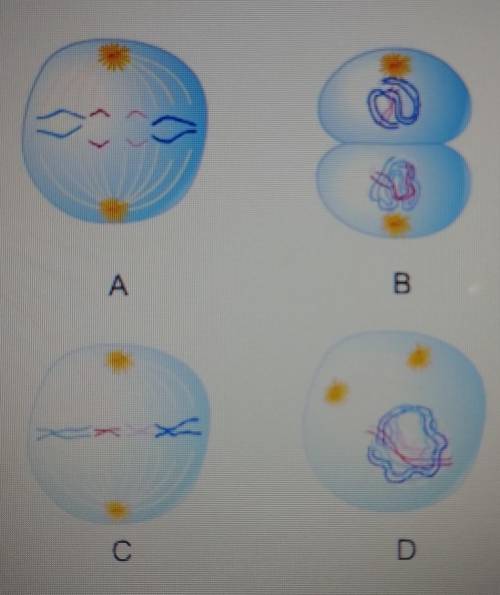 Which picture illustrates the telophase stage of mitosis?

Picture A, where spindle fibers start t