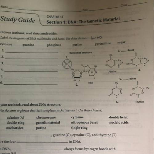 In your textbook, read about nucleotides.

Label the diagrams of DNA nucleotides and bases. Use th