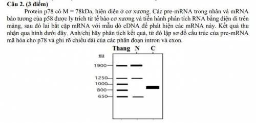 Giải giúp mình câu này với 

Protein p78 có M = 78kDa, hiện diện ở cơ xương. Các pr