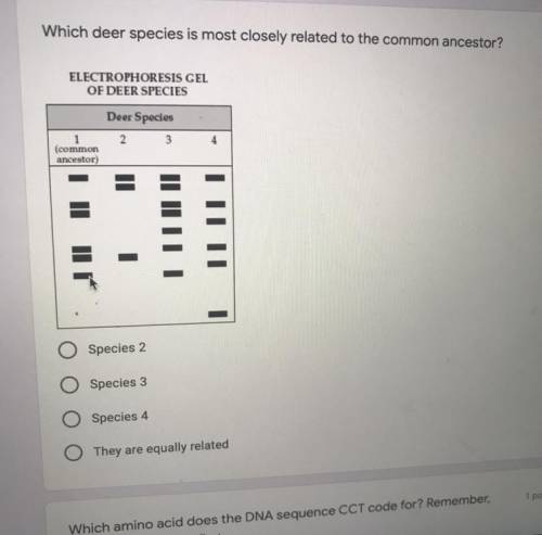 Which deer species is most closely related to the common ancestor?

1 point
ELECTROPHORESIS CEL
OF