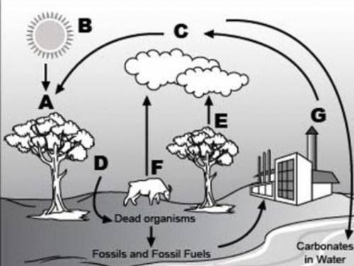 Look at the following diagram of the carbon cycle:

An image of carbon cycle is shown. The sun, a