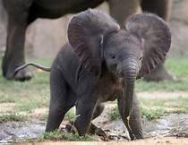 Point give away..!
and here's a cute picture of a baby elephant :)