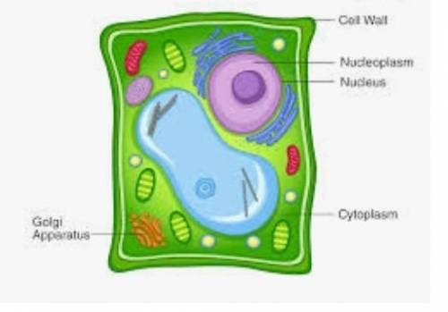 С C14. State any five reasons why we study biology.15. A) Draw and label a plant cell.​