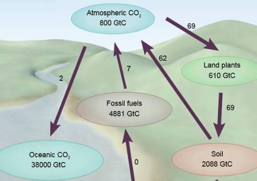 Suppose the inputs and outputs to the atmospheric carbon reservoir each year were as shown below. H