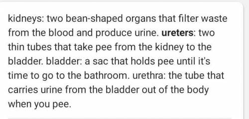 where does urine comes from? kidney stores the urine, and intestine digest it right? in the human bo