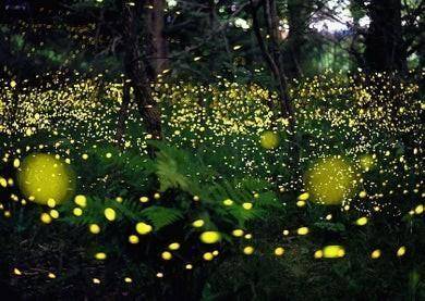 Quickkk please I'll mark brainlist

Fireflies make their own light. The light they give off looks g