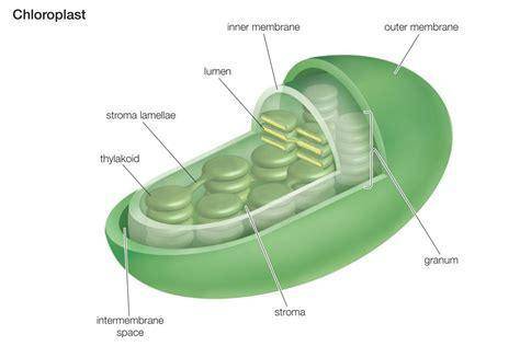 How do the structure of chloroplast support its function?