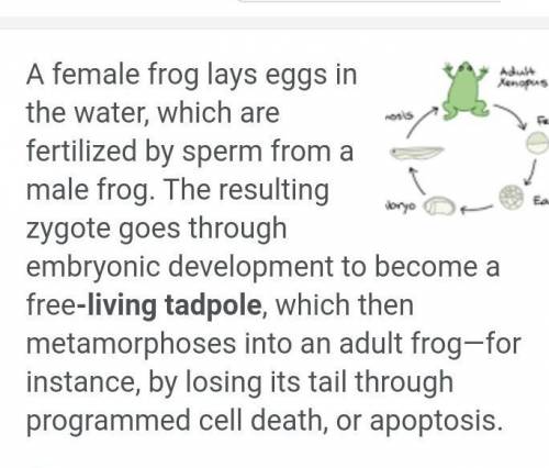 How does a frog develop into an adult?

by reproducing
by mitosis
by eating
by shedding