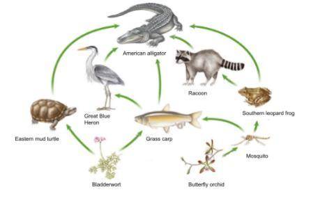 Decomposers are an important part of this food web, even though they are not shown. What is the rol