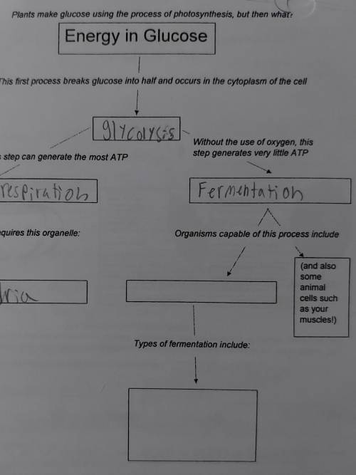 What organisms are capable of fermentation?