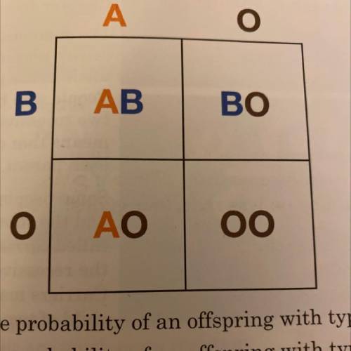 6. Blood type is determined by three alleles, A, B, and O. Use the

punnett square below to answer