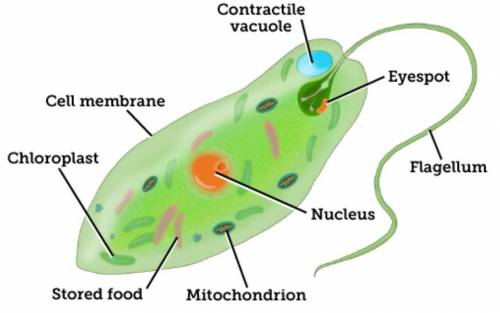 A euglena is a unicellular organism. Choose an everyday object, such as a car, to use as a model of