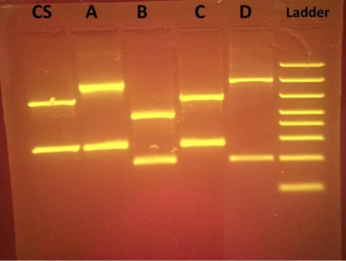 Why does each dna sample produce two bands in this PCR? (urgent help needed, its due in 40 mins)