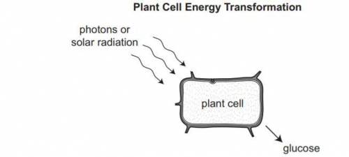 Which statement correctly identifies the organelle shown in the diagram below and describes its fun