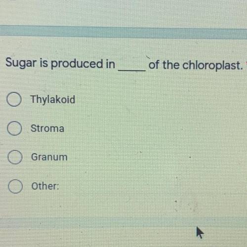Sugar is produced in ___ of the chloroplast