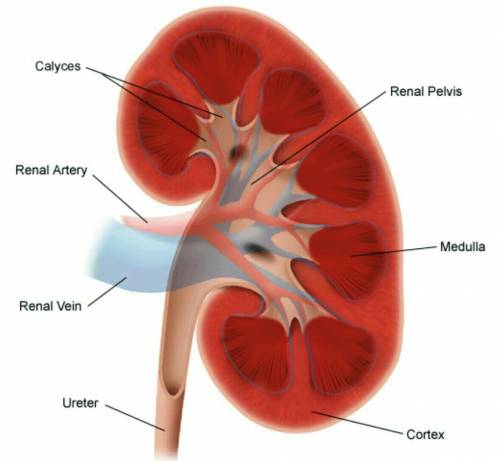 What are the subareas of the kidney?