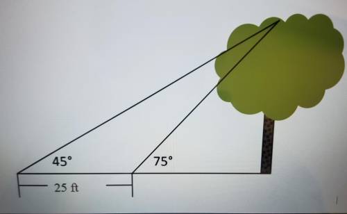 Find the height of the tree below to the nearest foot.