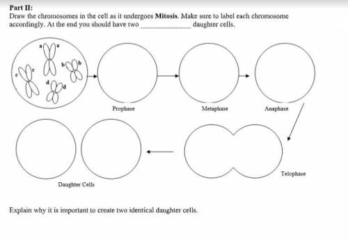 Draw the chromosomes in the cell as it undergoes Mitosis. Make sure to label each chromosome

acco