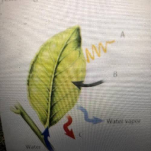 Label what each letter means (photosynthesis)