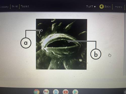 Identity the stomata components. :
phloem, stomata, xylem, dermal, guard cells, ground, vascular